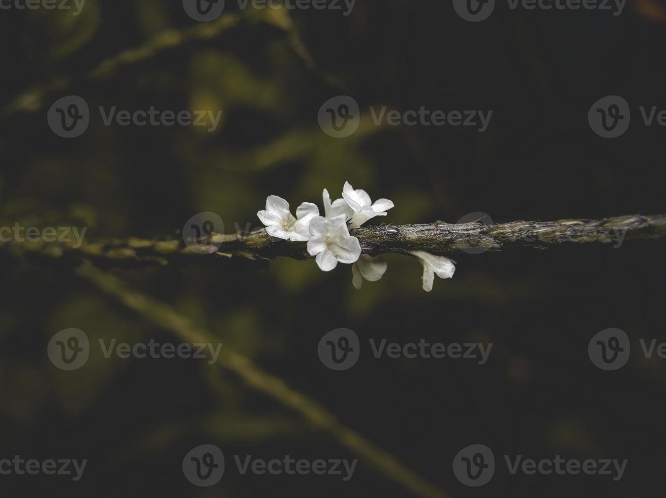 licht blauw slangenkruid bloem, stachytarpheta jamaicensis foto