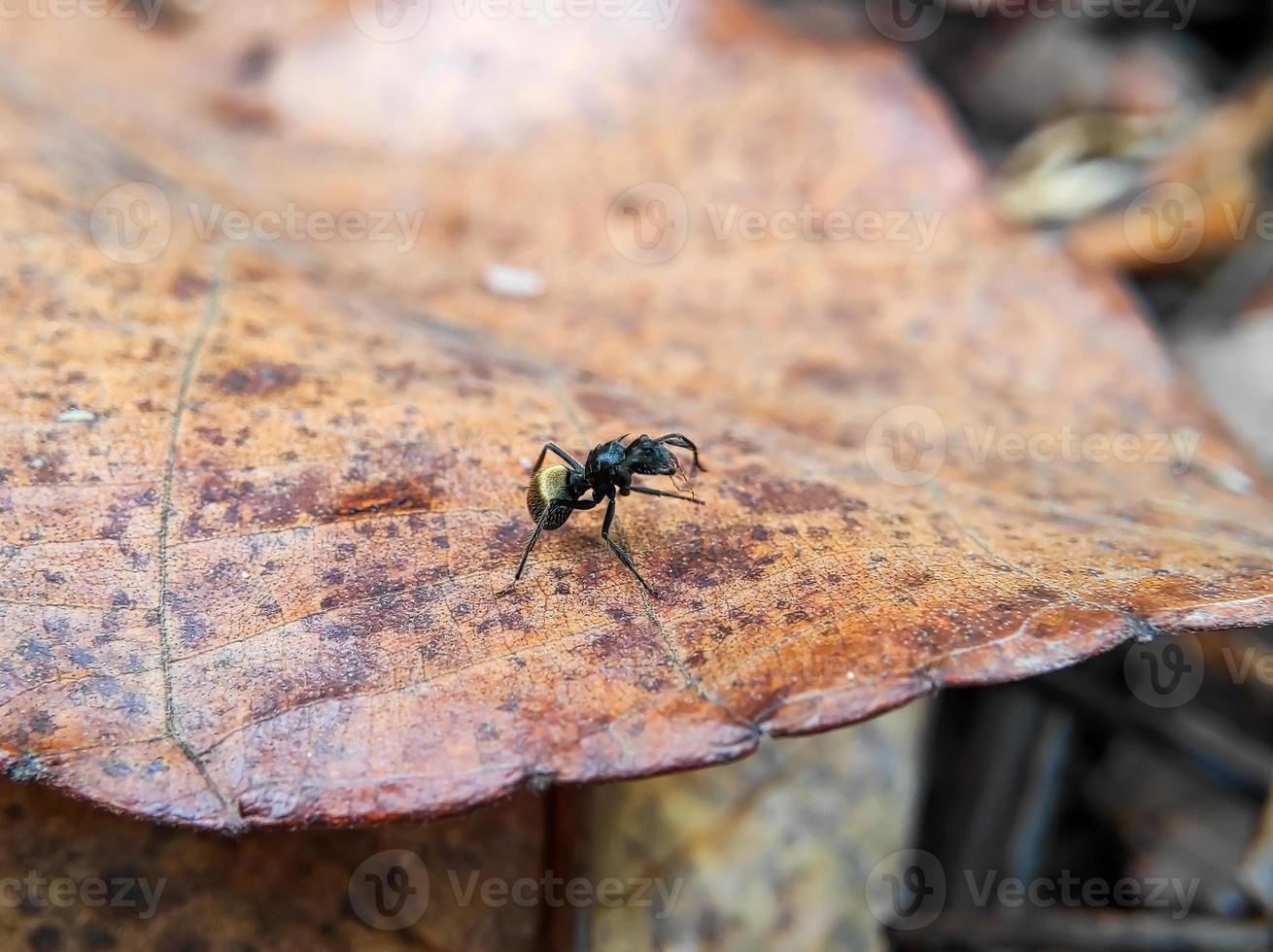 macro foto van een mier Aan zwart asfalt