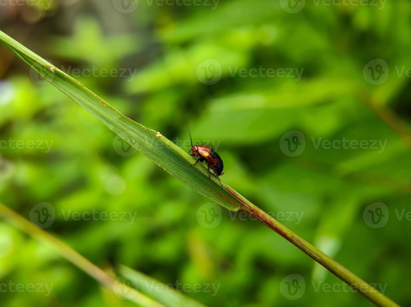 macro foto van een rood zwart lieveheersbeestje zittend Aan een groen onkruid blad, selectief focus