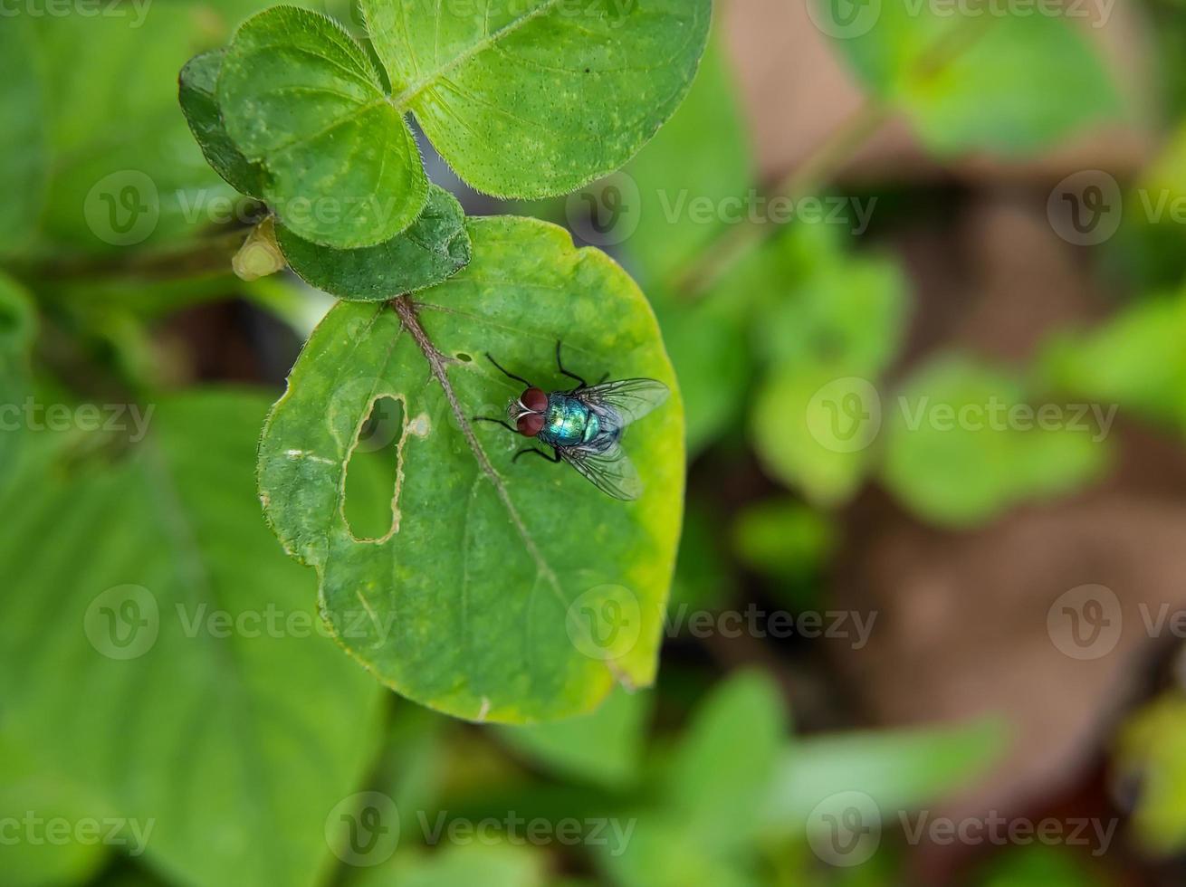 macro foto van een rood ogen groen vlieg Aan een groen blad, selectief focus