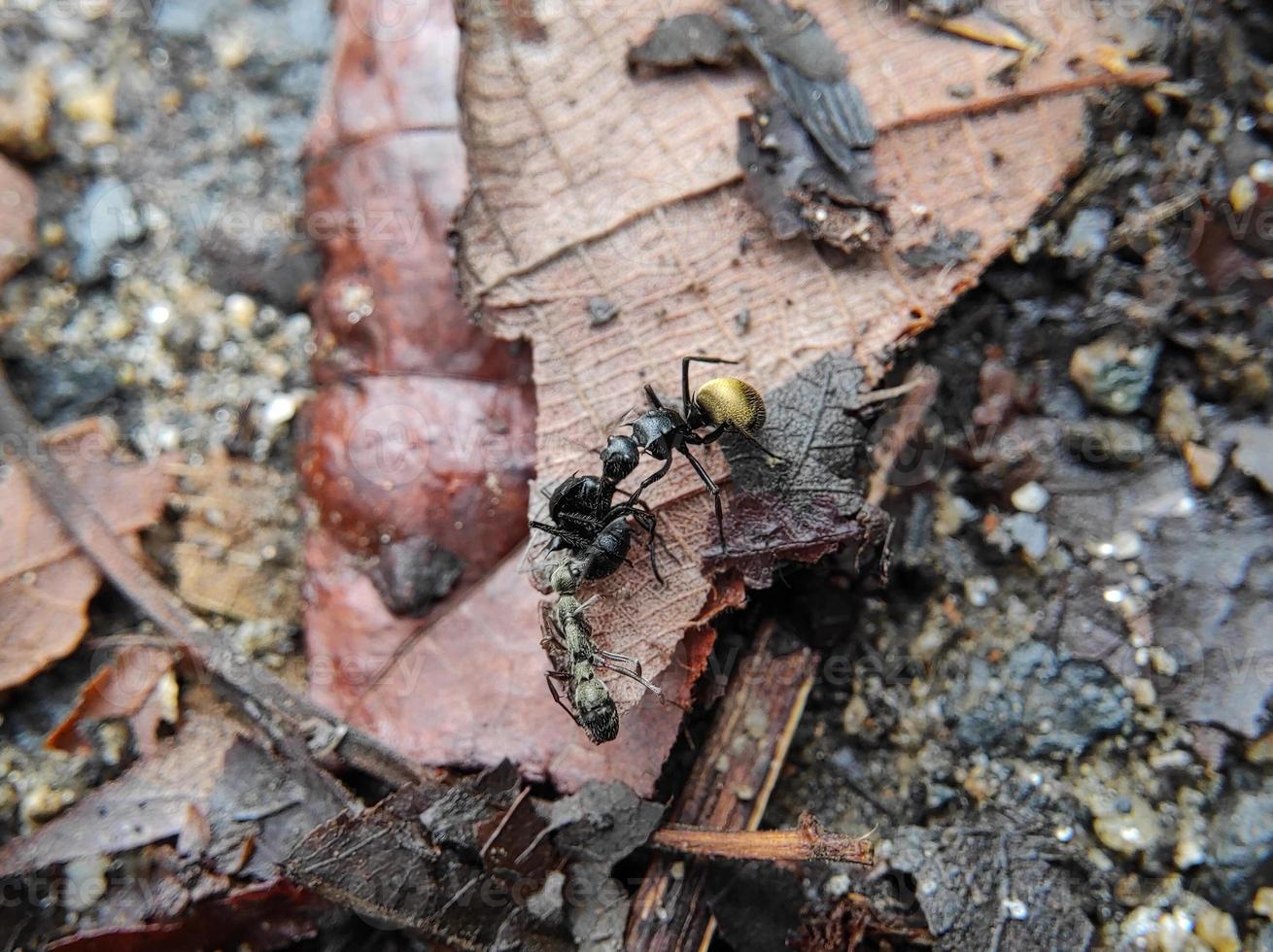 macro foto van zwart mieren met gouden buiken en zwart mieren vechten voor voedsel Aan droog bladeren, selectief focus