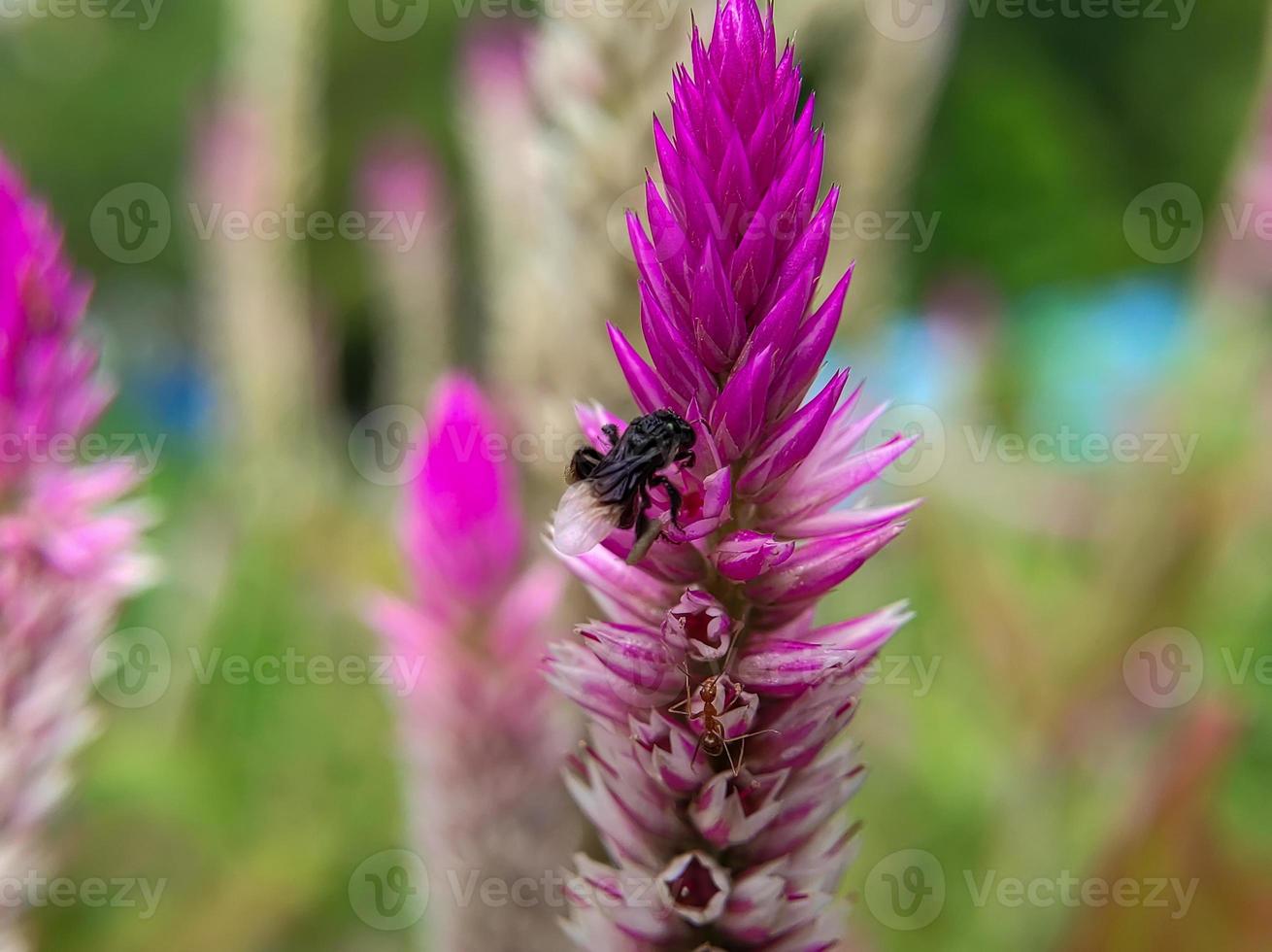 een plebejer bij vliegt en landt Aan een boroco spinazie bloem foto