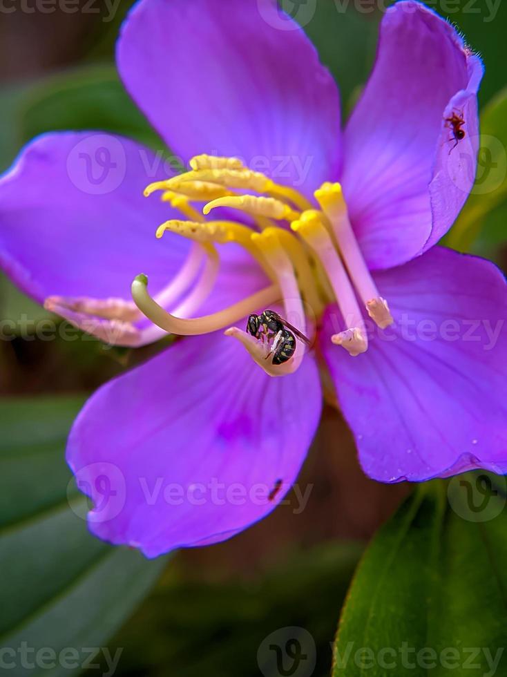 macro foto van wespen in bloeiend Purper bloemen