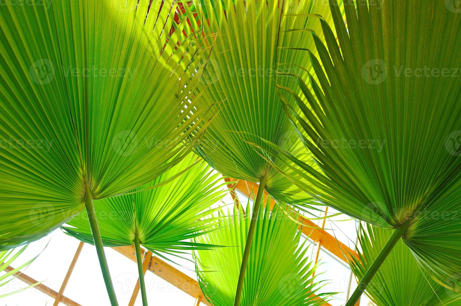 palm en houten dak bouw foto