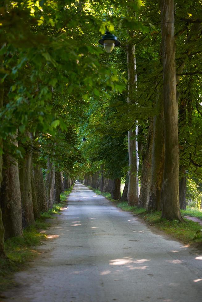 landweg door boomsteeg in foto