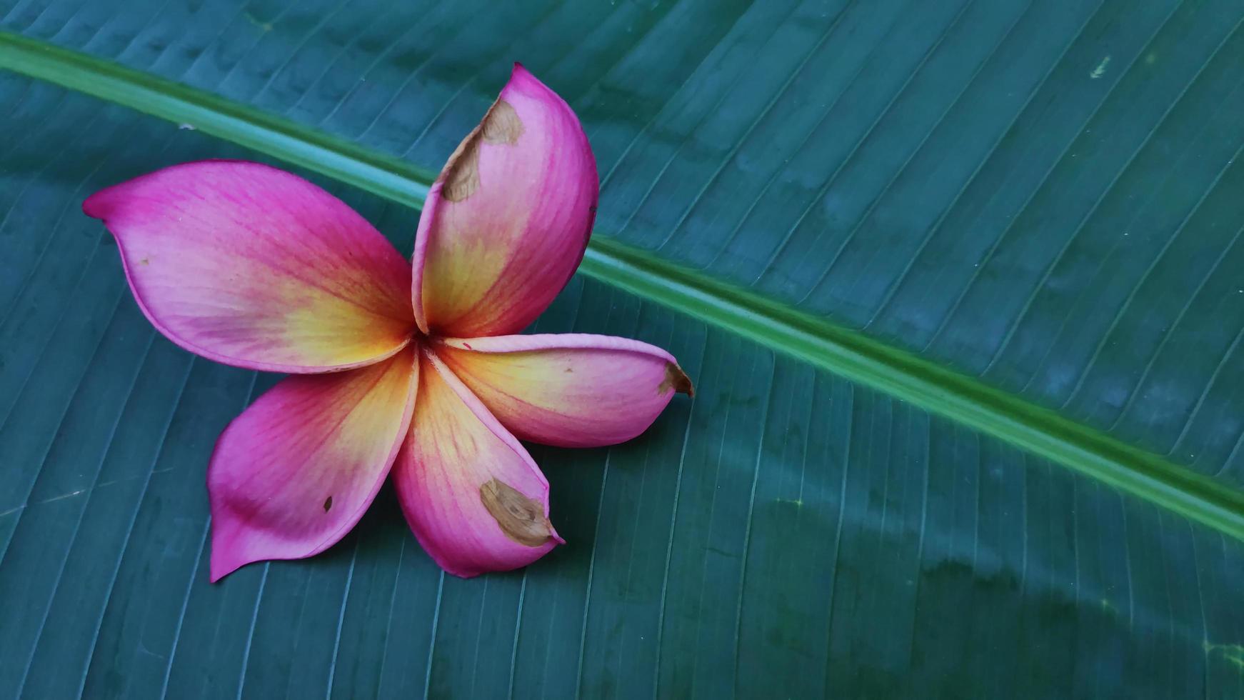 mooi plumeria rubra bloemen geïsoleerd Aan groen bladeren achtergrond foto