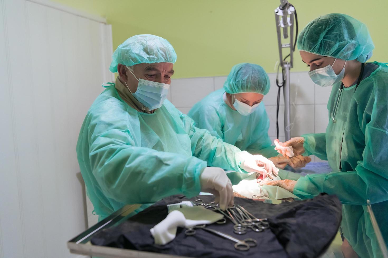 echt buik chirurgie Aan een kat in een ziekenhuis instelling foto