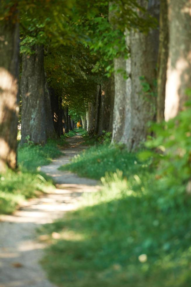 landweg door boomsteeg in foto