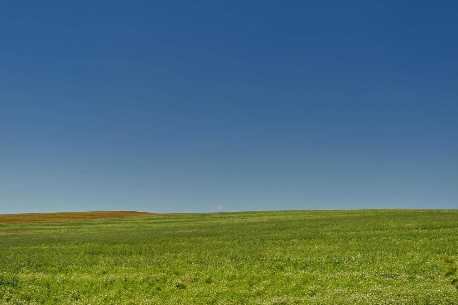 tarweveld met blauwe lucht op de achtergrond foto