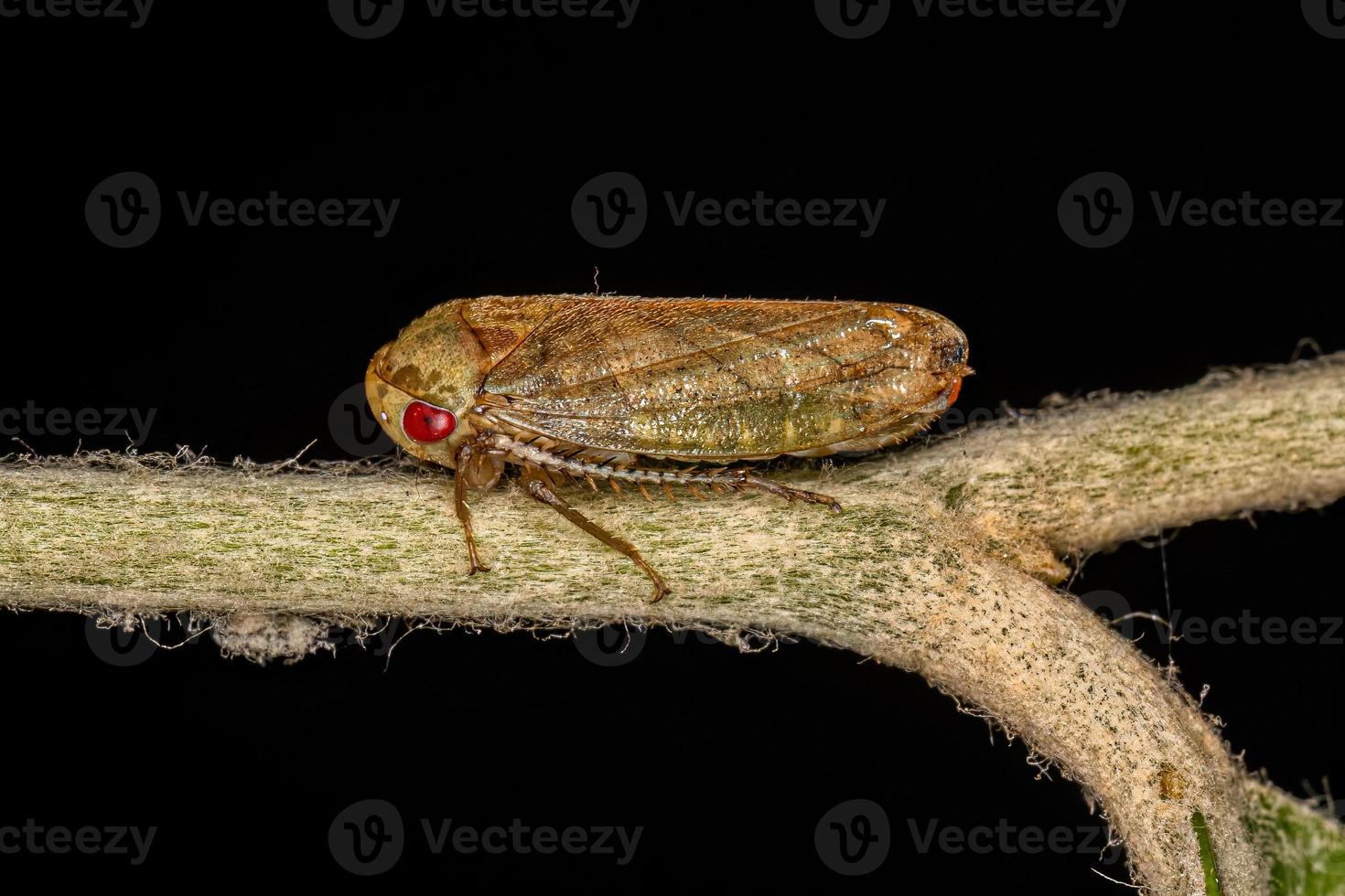 volwassen scherpschutter insect foto