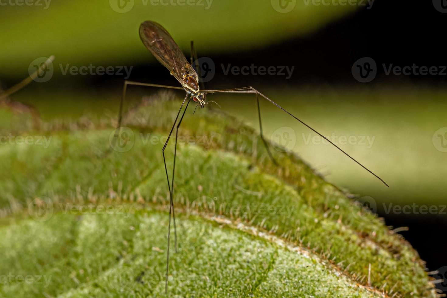 limoniid kraanvlieg foto