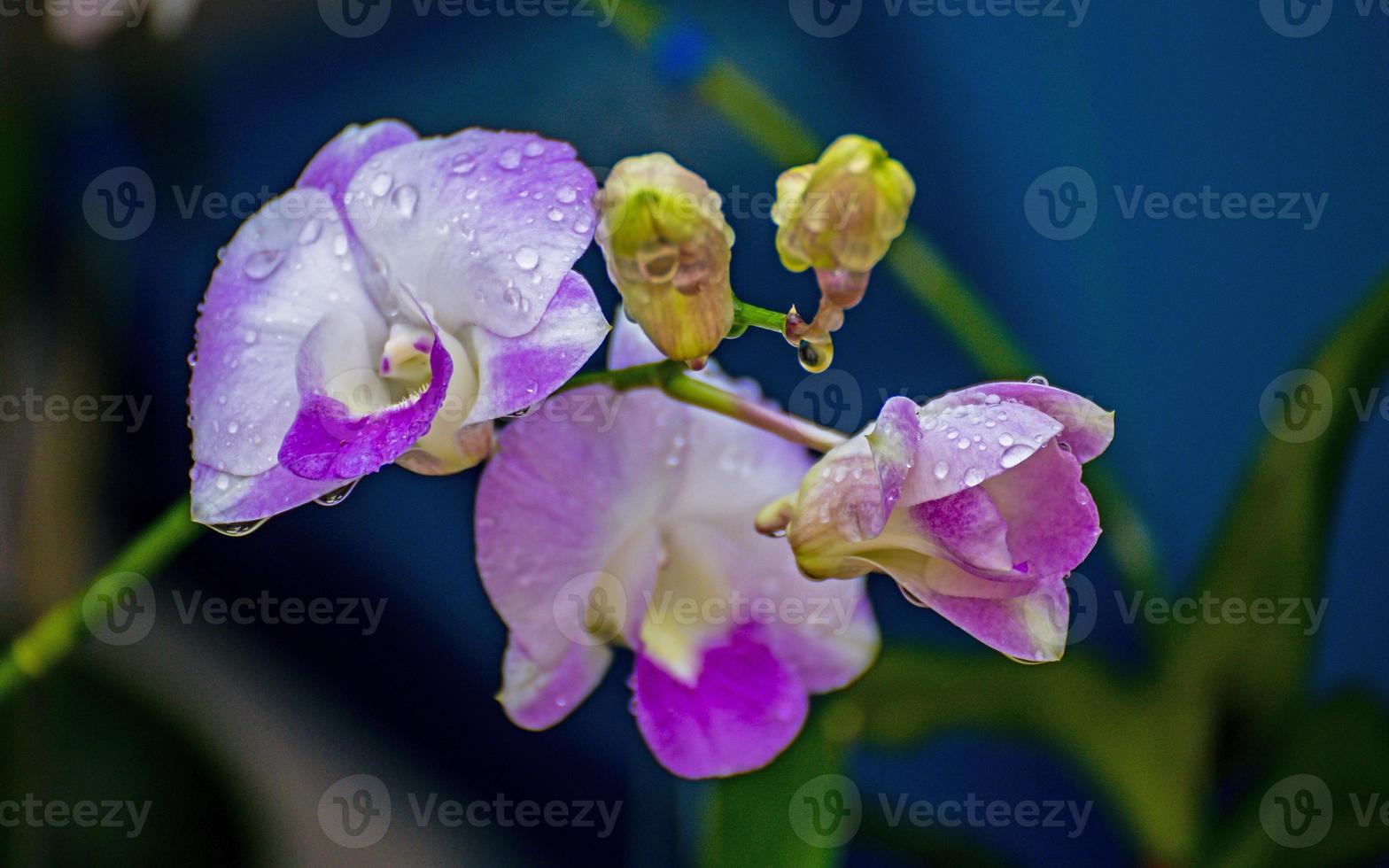 Purper orchidee bloem bloeiend in de tuin foto