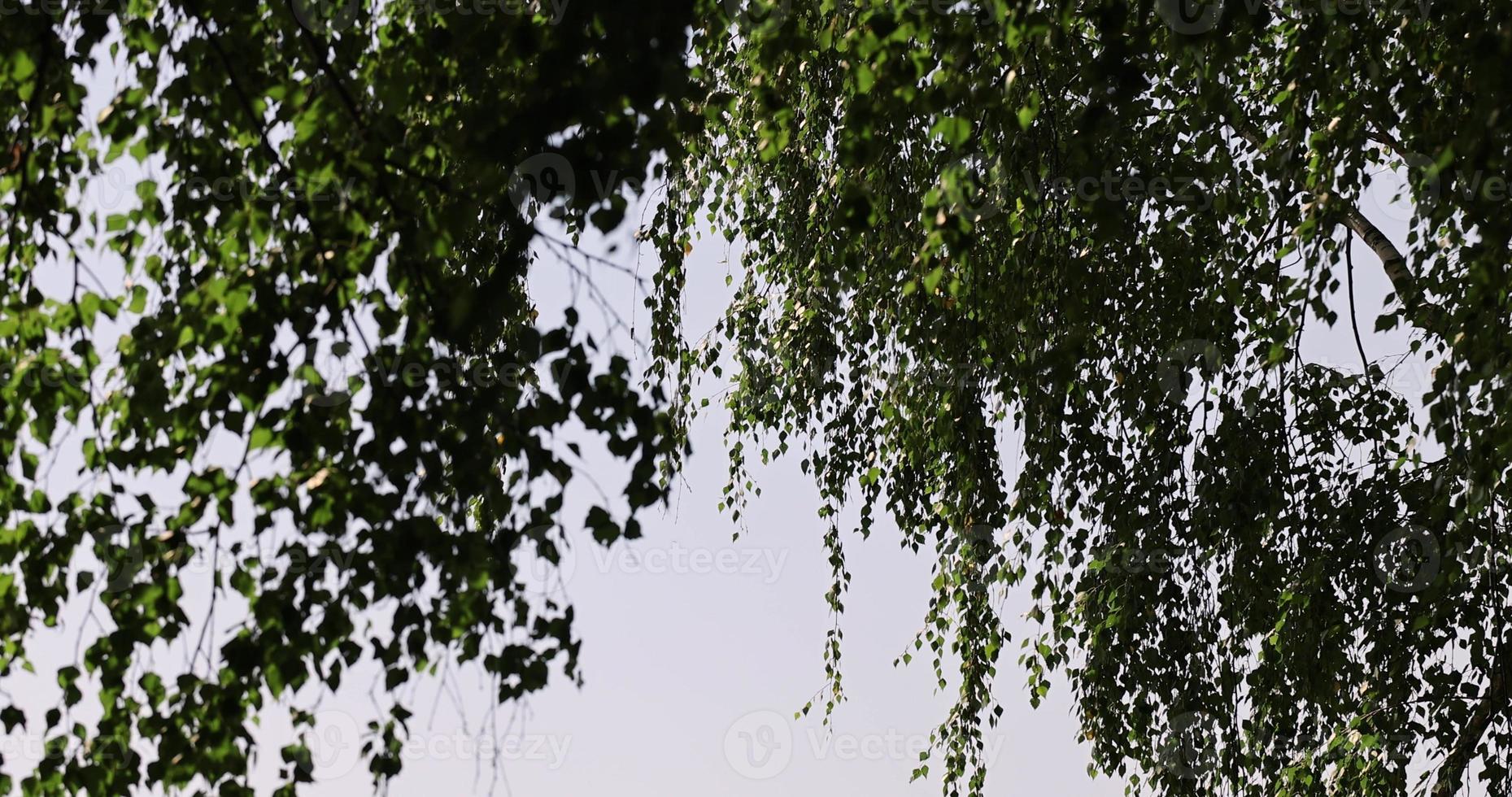 groen berk gebladerte in zonnig winderig weer foto