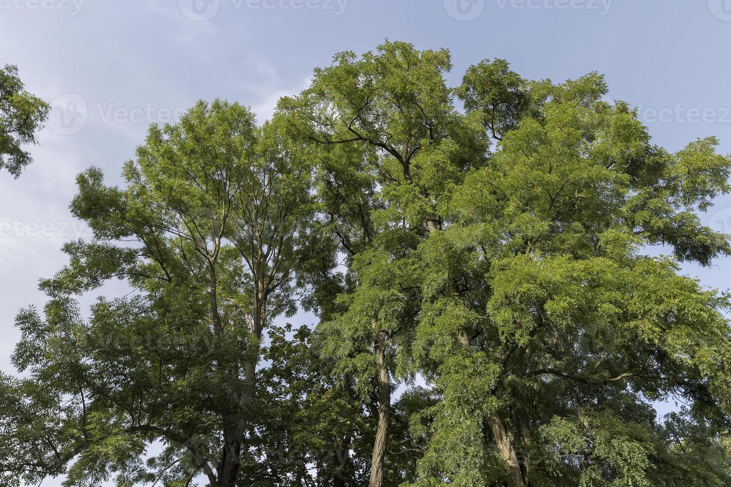 verschillend bomen groeit samen in de Woud foto
