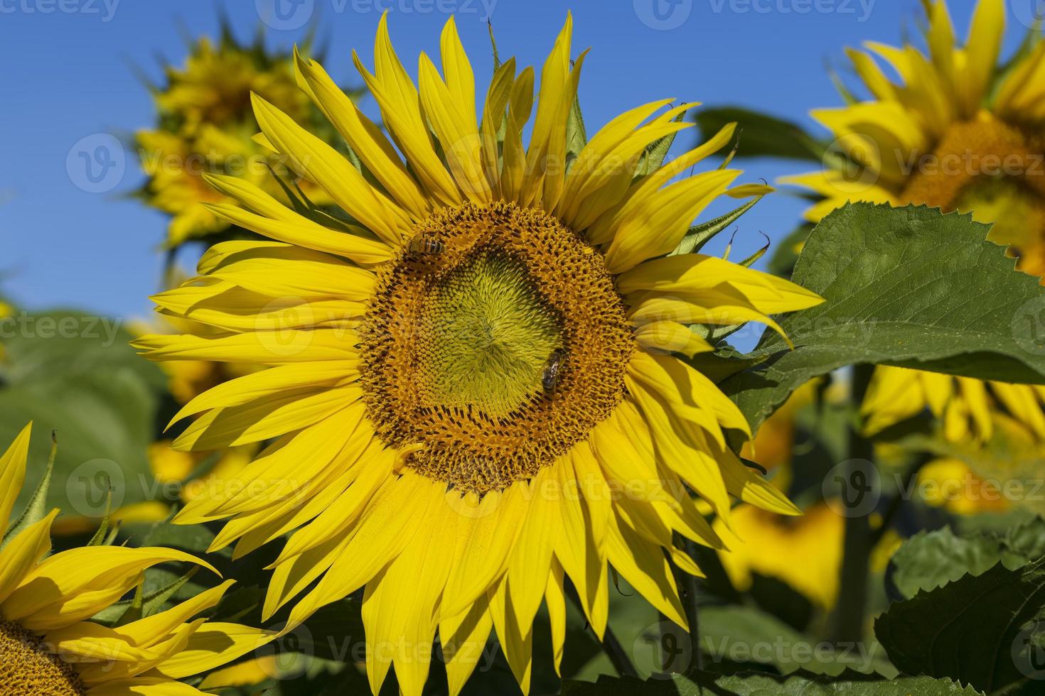 mooi bloeiend geel zonnebloemen in de zomer foto