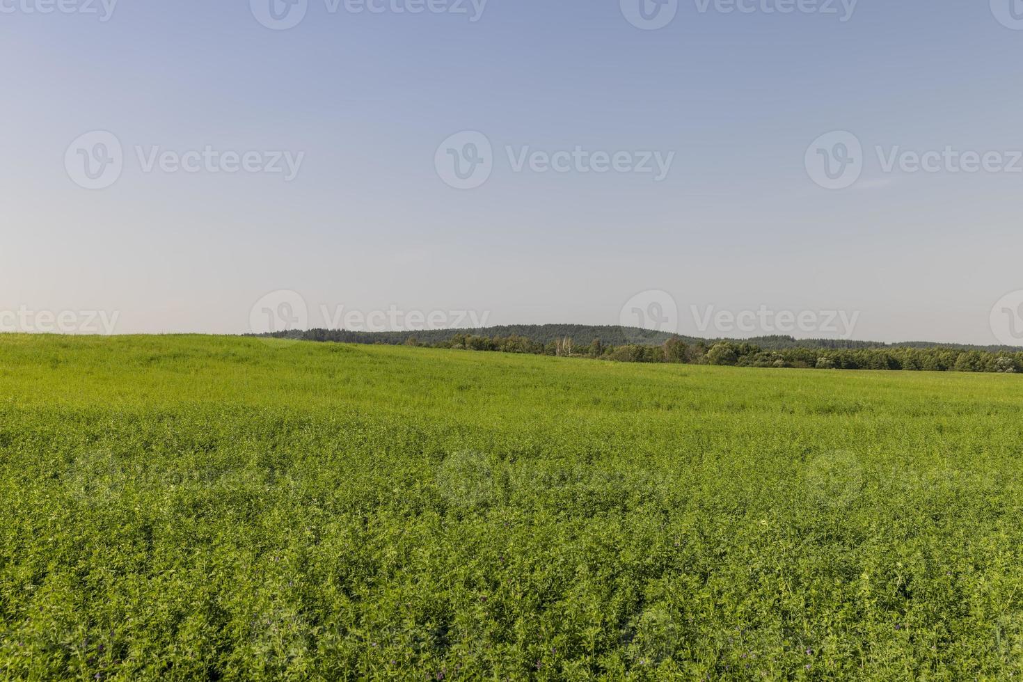 veld- met gras voor oogsten voer voor koeien foto