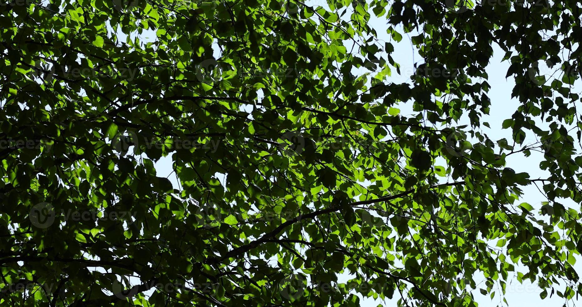 groen berk gebladerte in zonnig winderig weer foto