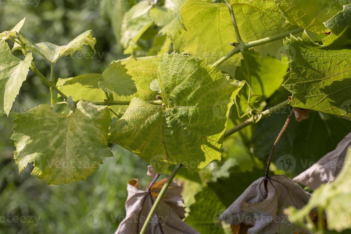 een Liaan met groen gebladerte in zomer foto