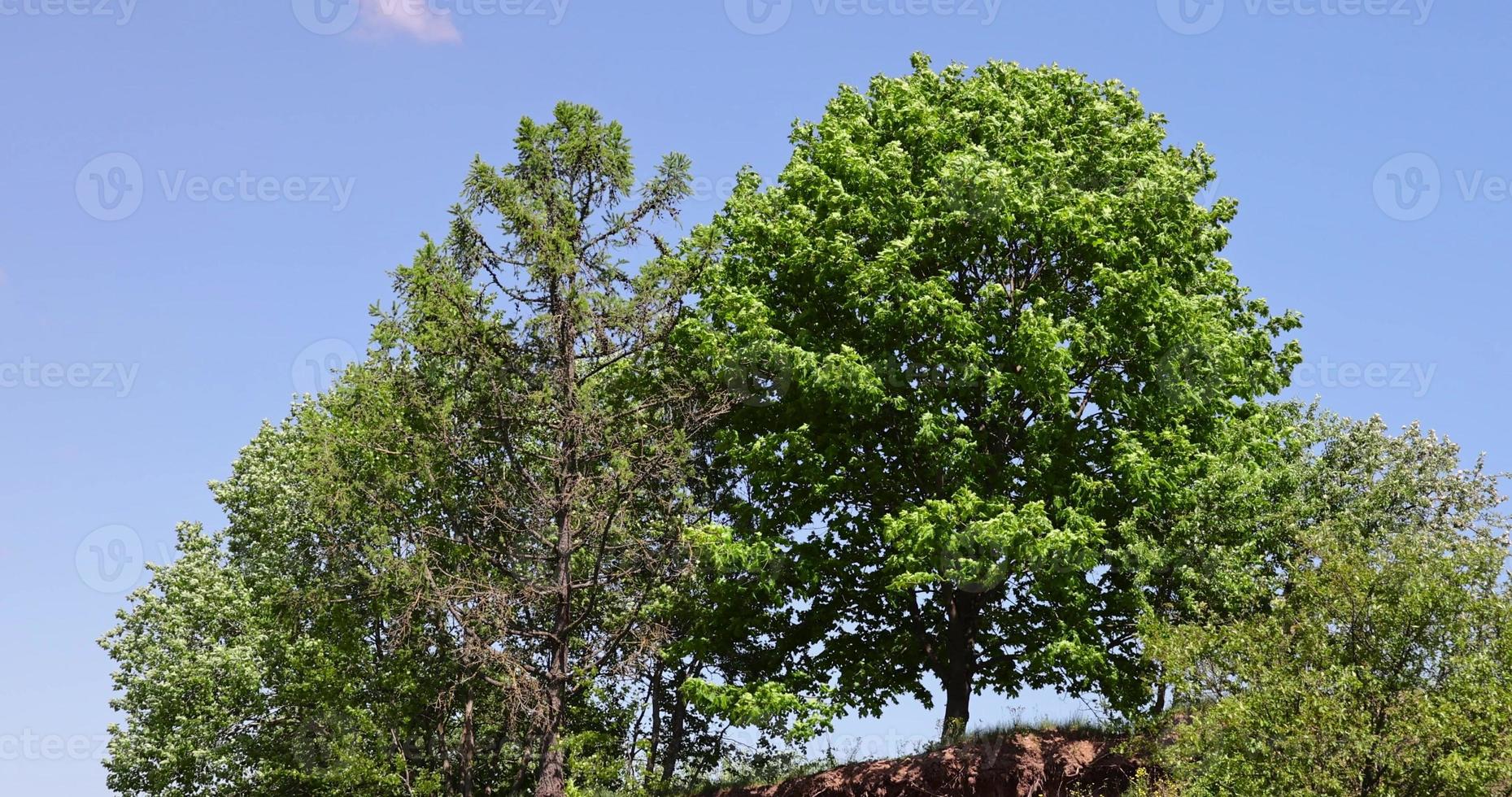 bomen groeit Aan een heuvel in winderig weer foto