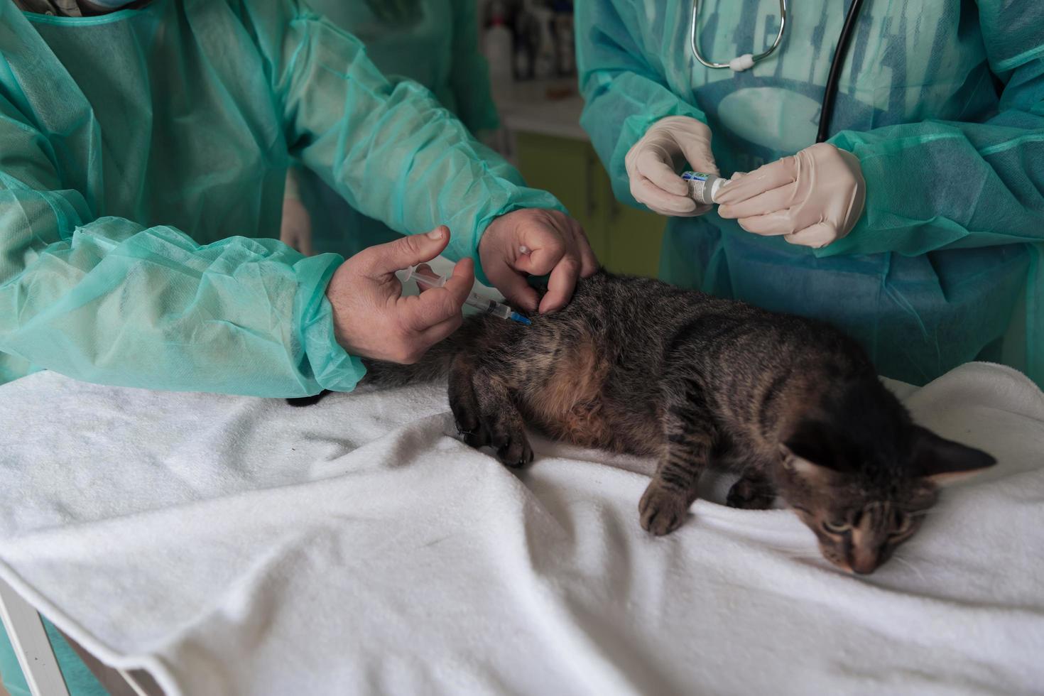 dierenkliniek. vrouwelijk doktersportret in het dierenziekenhuis met schattige zieke kat foto