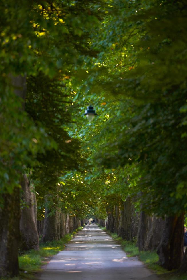 landweg door boomsteeg in foto