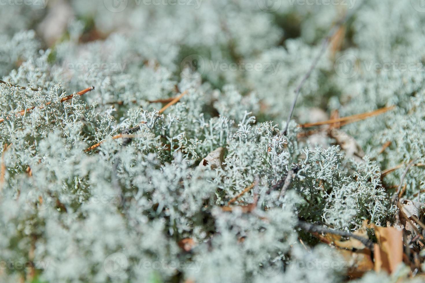 mos korstmos cladonia rangiferina. grijze rendier korstmos. prachtig lichtgekleurd bosmos dat groeit in warme en koude klimaten. hert, kariboemos. foto