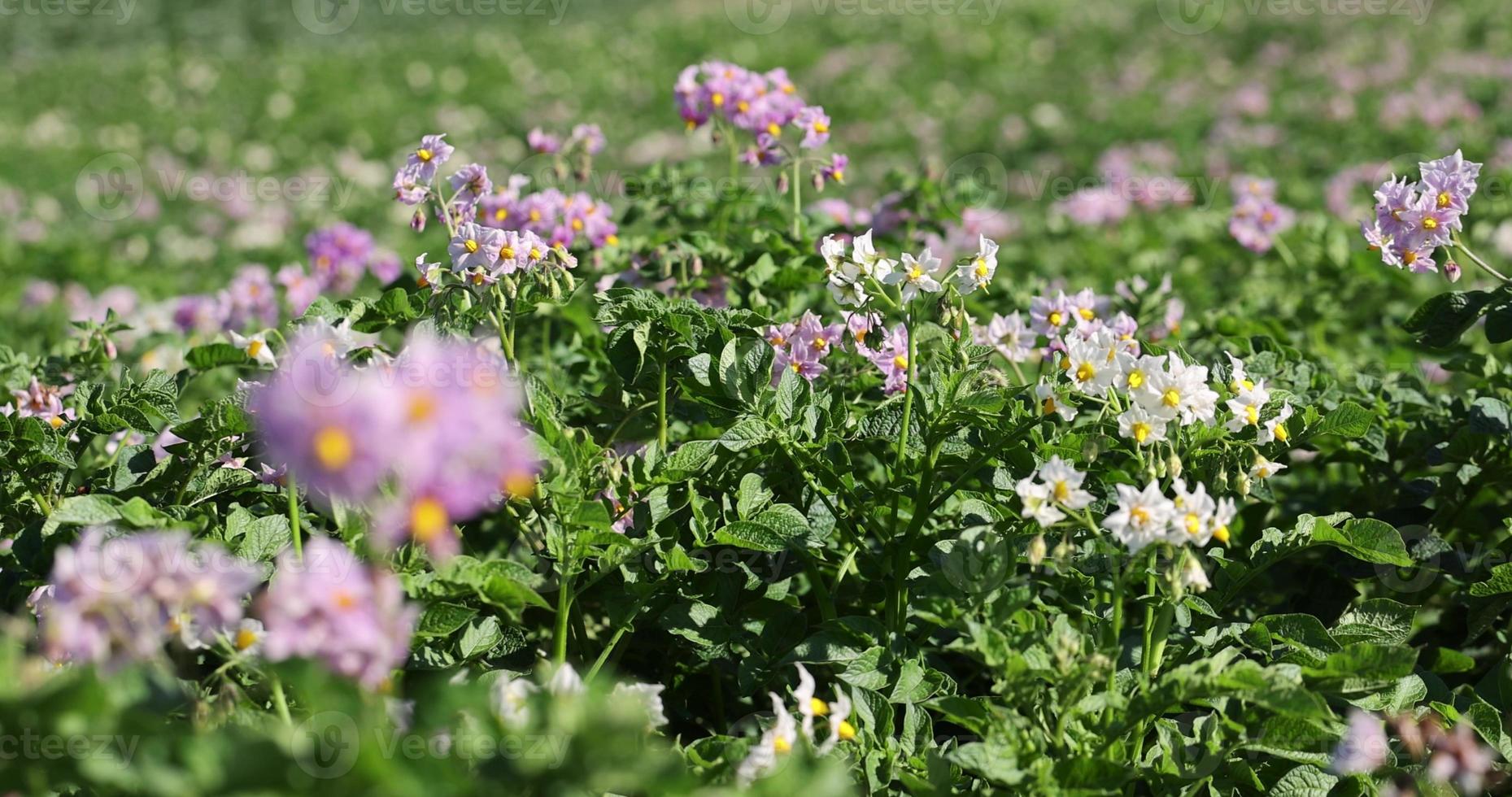 aardappel veld- met groen struiken van bloeiend aardappelen foto