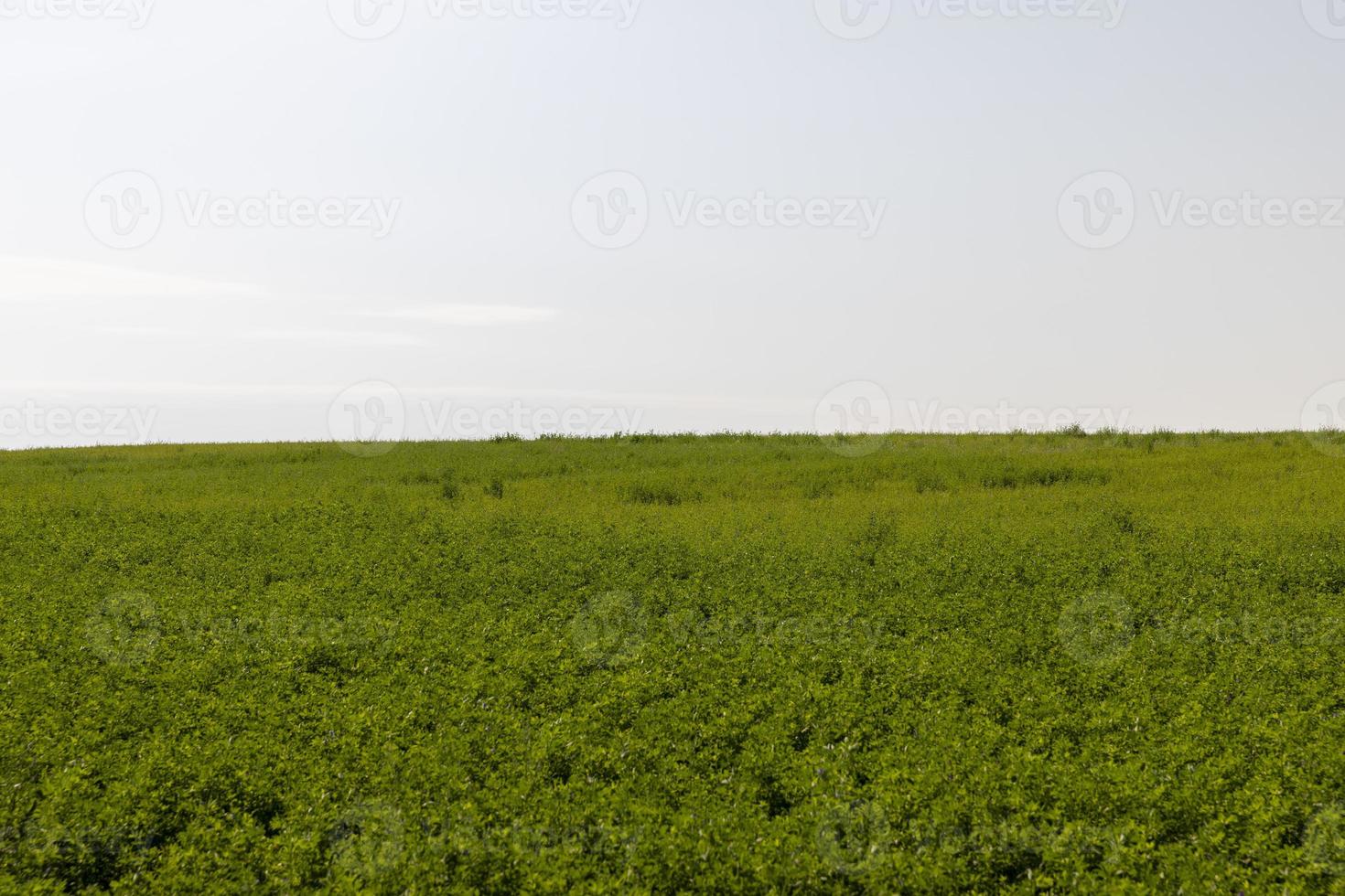 veld- met gras voor oogsten voer voor koeien foto