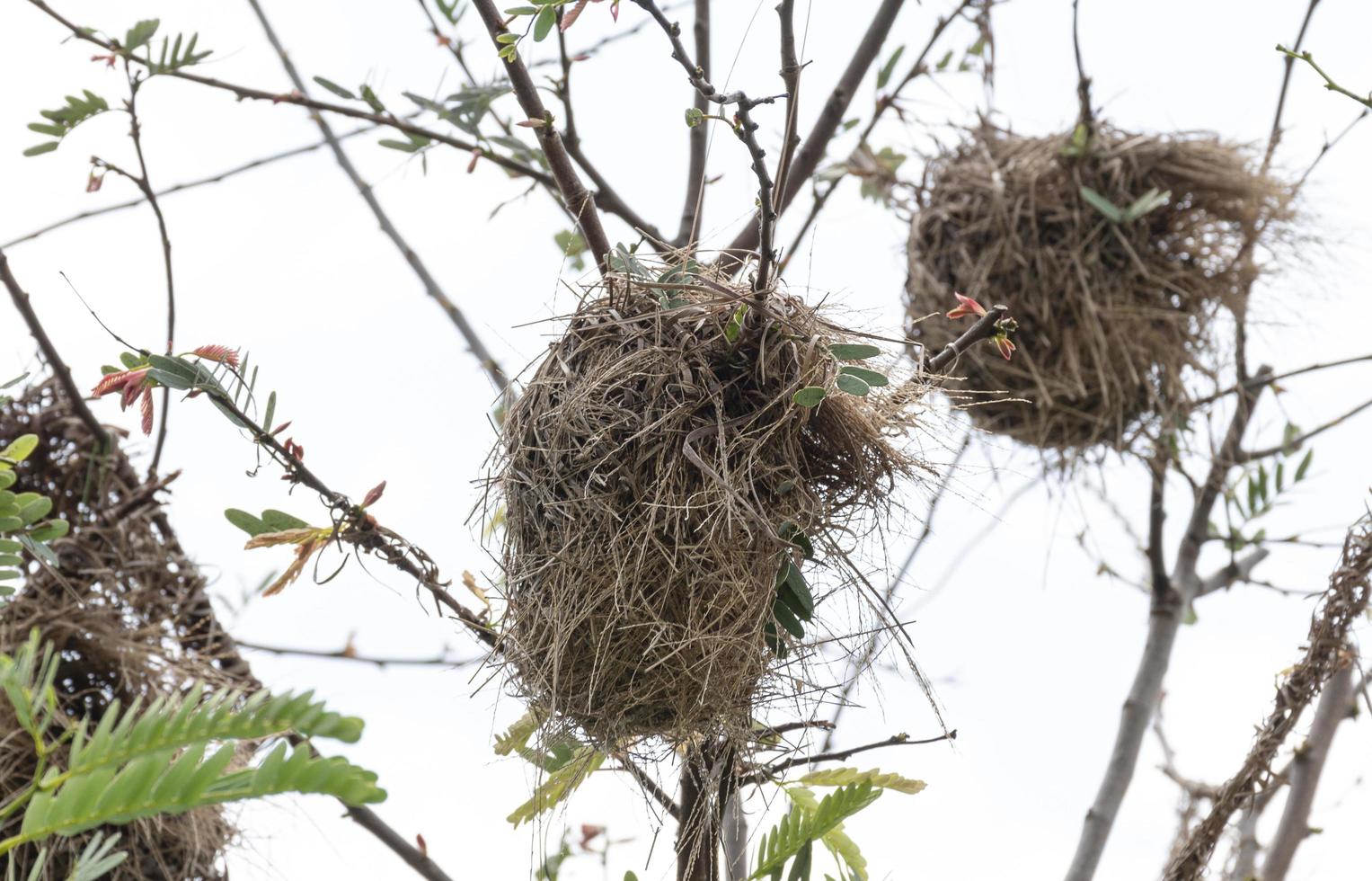 vogel nest Aan top van boom foto