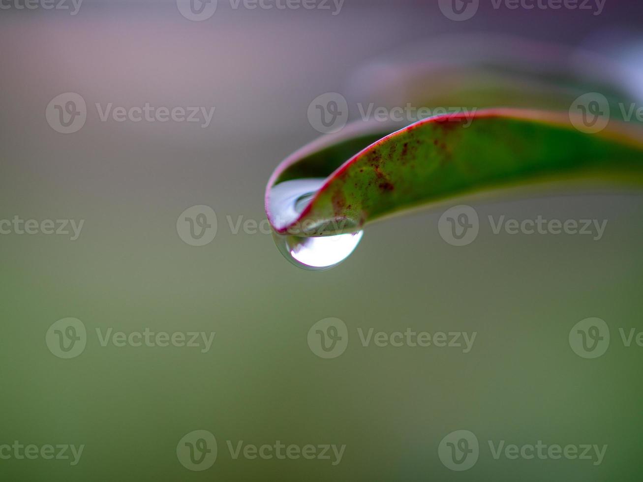 water druipend van bladeren foto