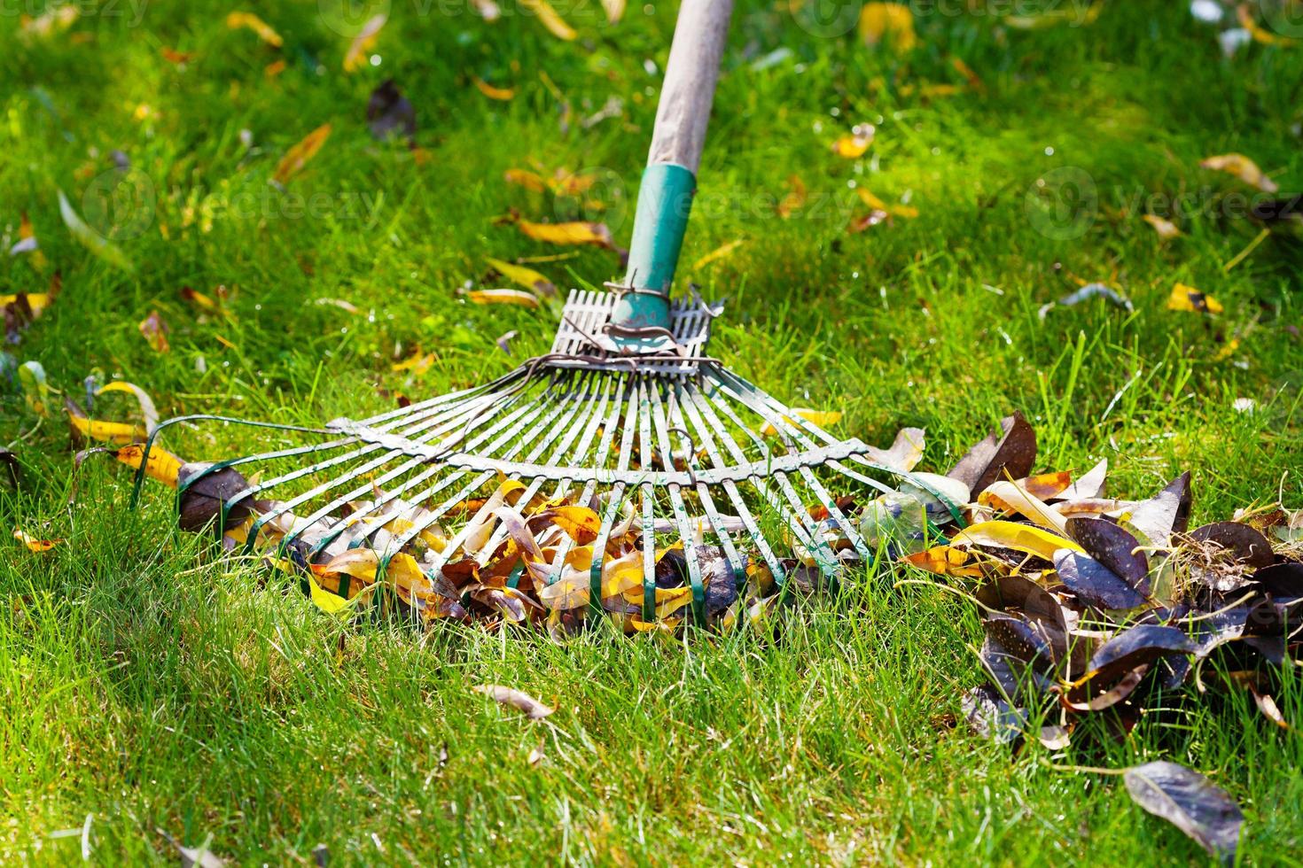 schoonmaak groen gazon van gedaald bladeren foto