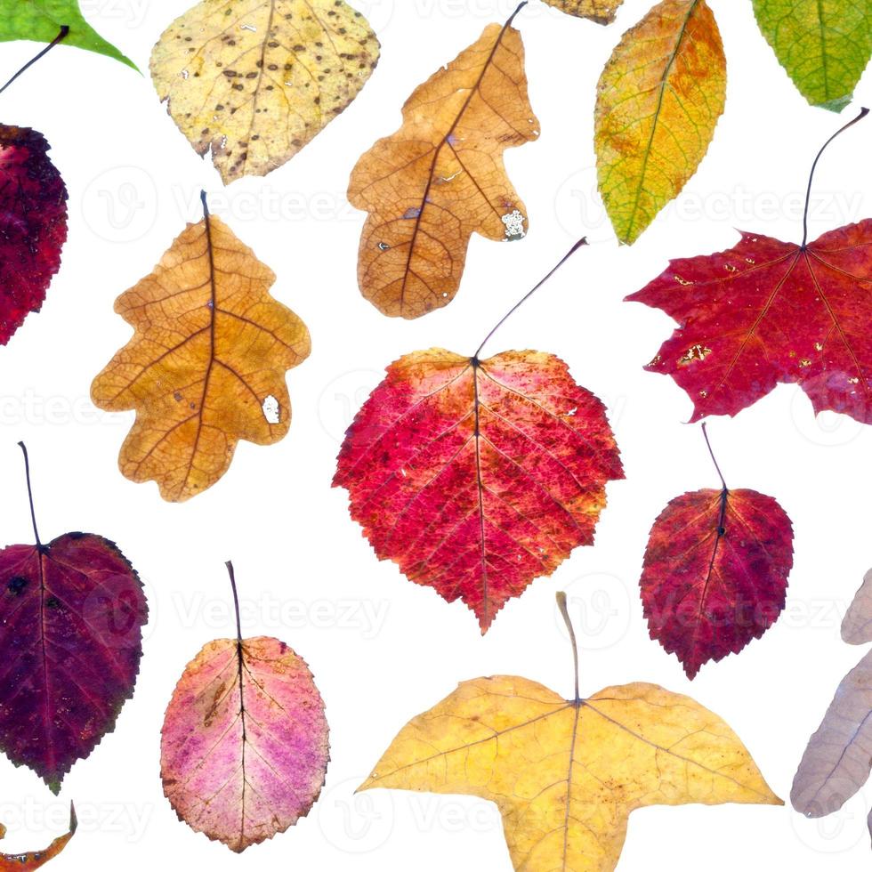 blad vallen van veelkleurig herfst bladeren foto