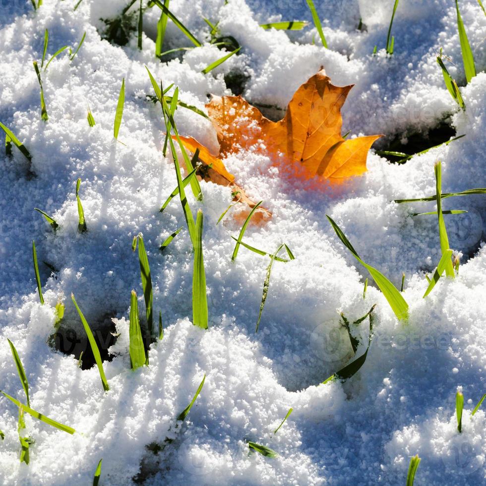 gras en oranje esdoorn- blad gedekt door eerste sneeuw foto