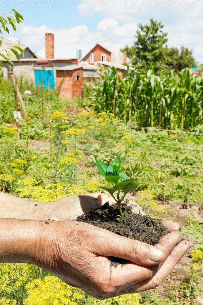 Onderdaan handvol van bodem met groen spruit foto