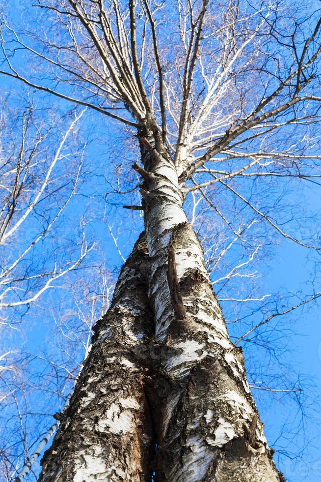 gedraaid berk boom boomstammen en blauw lucht foto