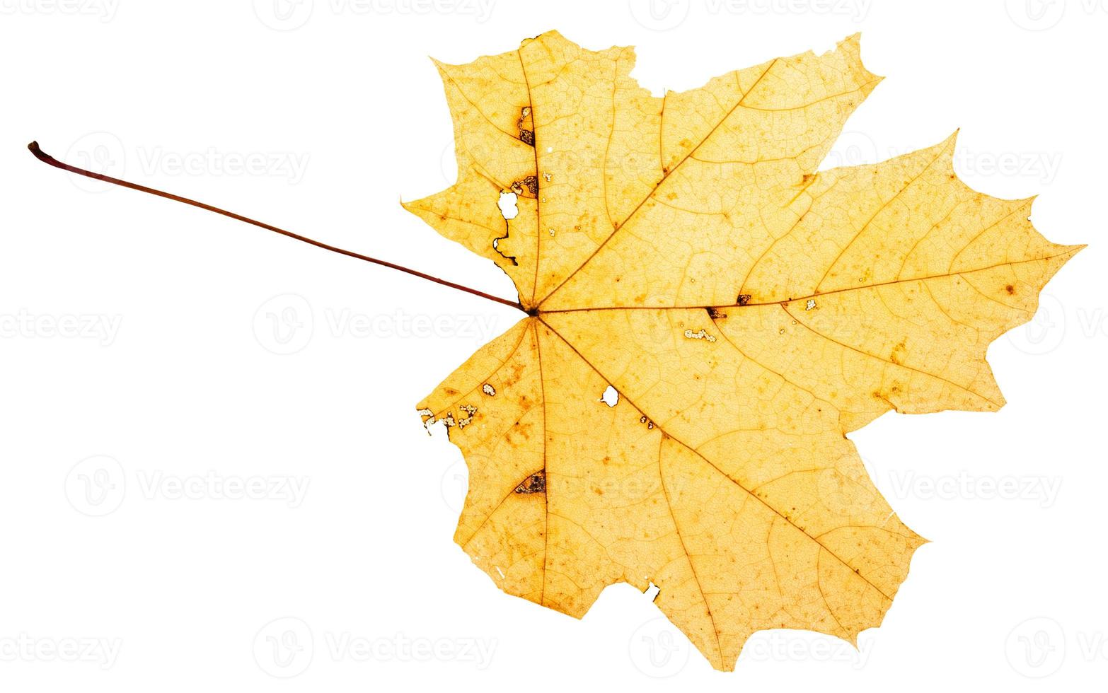 geel blad van esdoorn- boom geïsoleerd foto