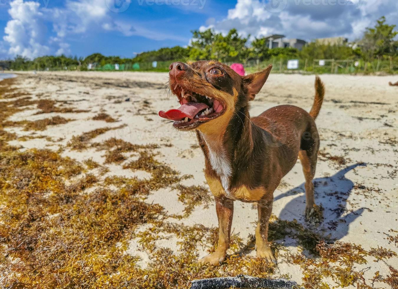 bruin schattig grappig hond Speel speels Aan de strand Mexico. foto