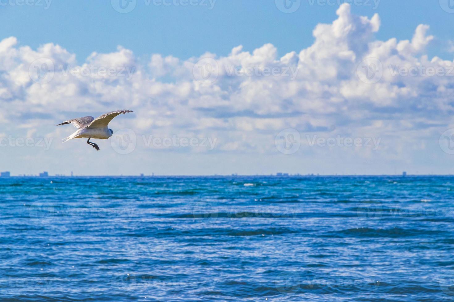 vliegend zeemeeuw vogel met blauw lucht achtergrond wolken in Mexico. foto