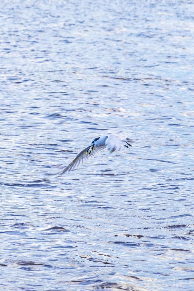 vliegend zeemeeuw vogel vangen voedsel vis uit de water Mexico. foto