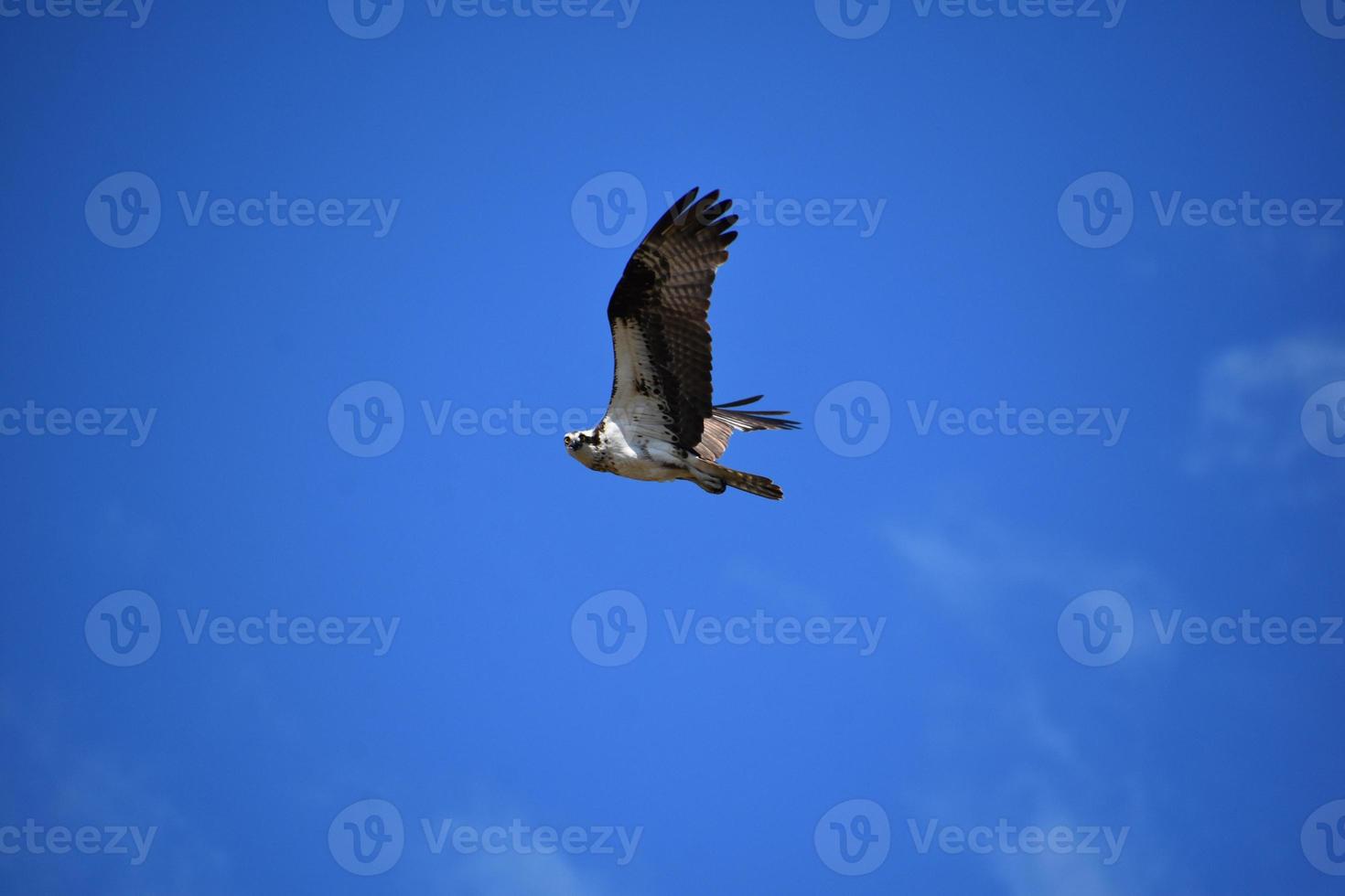 verbijsterend visarend vogel vliegend in blauw luchten foto