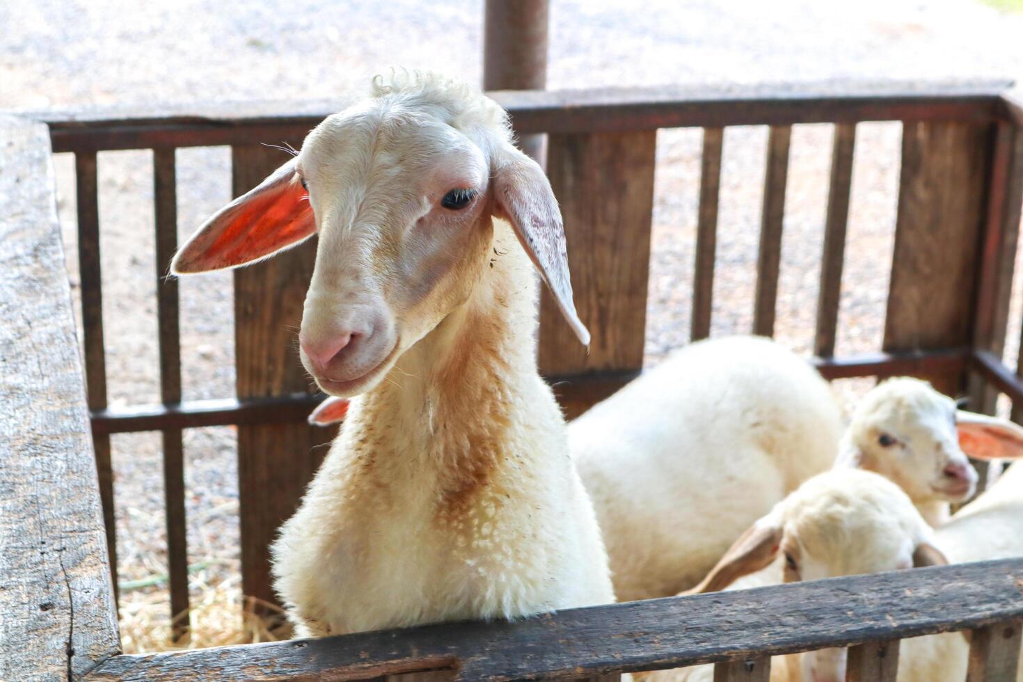 de gezicht van schapen staand in hek met lam. gevoelig focus foto