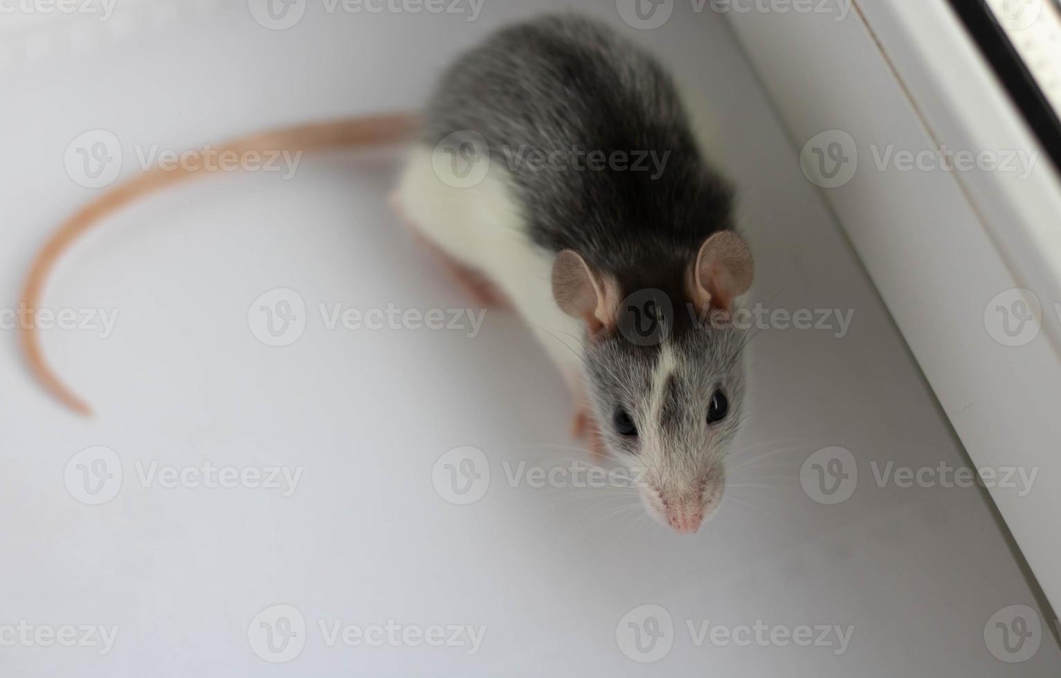 groot grijs huisdier Rat geïsoleerd Aan wit achtergrond foto