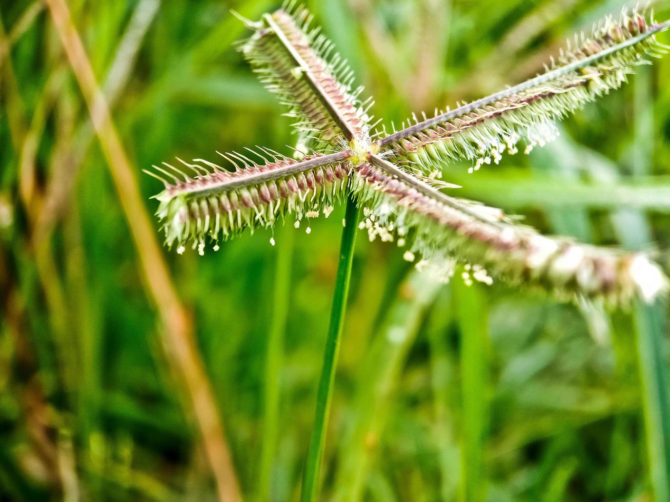 riet in de veld- foto