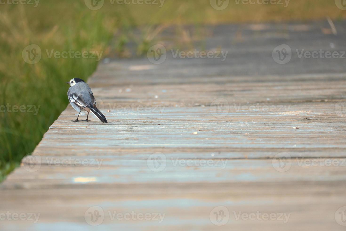 bont kwikstaart Aan een loopbrug Bij de water's kant. zangvogel Aan de kust van een meer foto