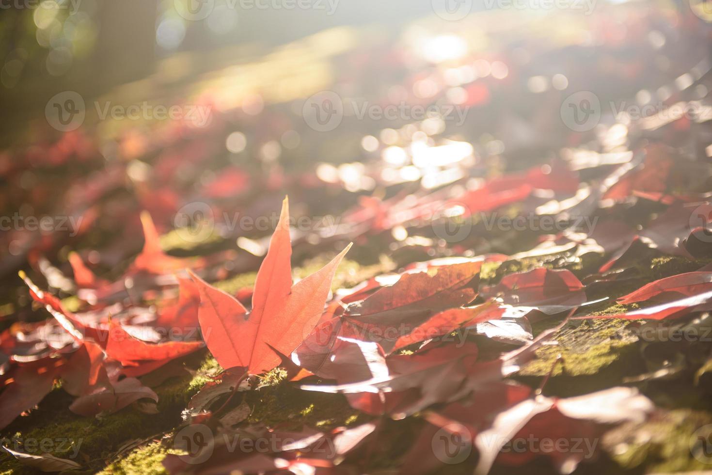 rood esdoorn- blad laten vallen in grond en Black Light foto