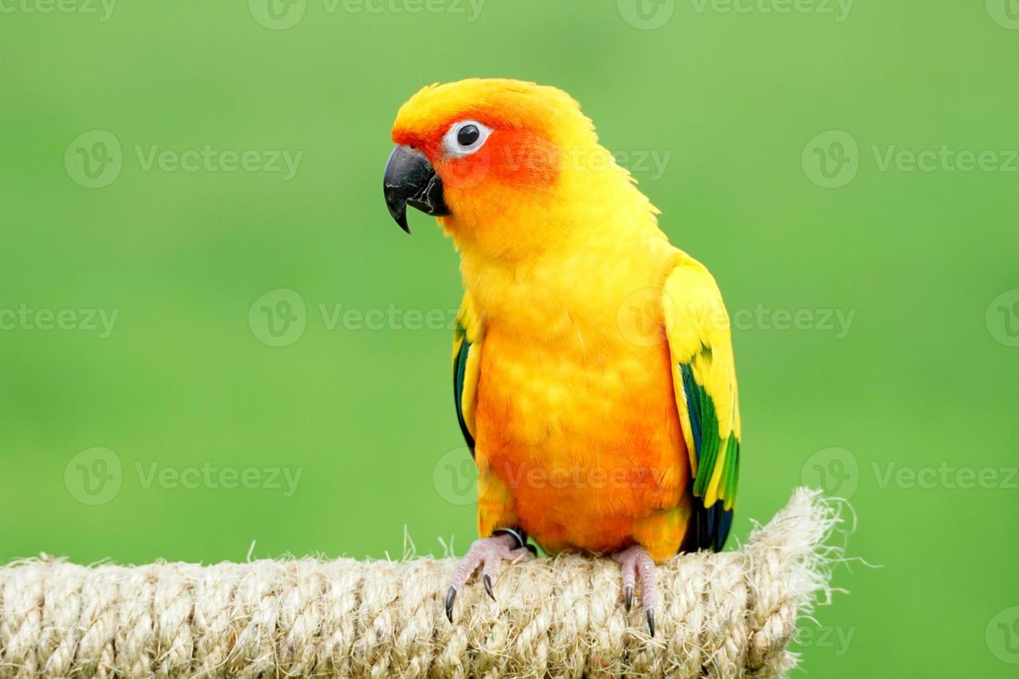 zon conure papegaai of vogel mooi Aan vervagen groen achtergrond aratinga solstitialis exotisch huisdier schattig, foto