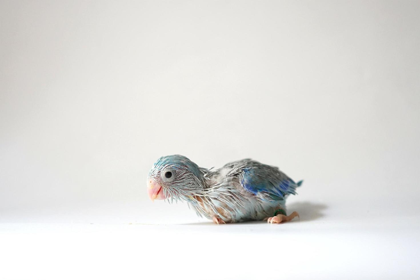 forpus baby vogel pasgeboren blauw bonte kleur 26 dagen oud staande op een witte achtergrond, het is de kleinste papegaai ter wereld. foto