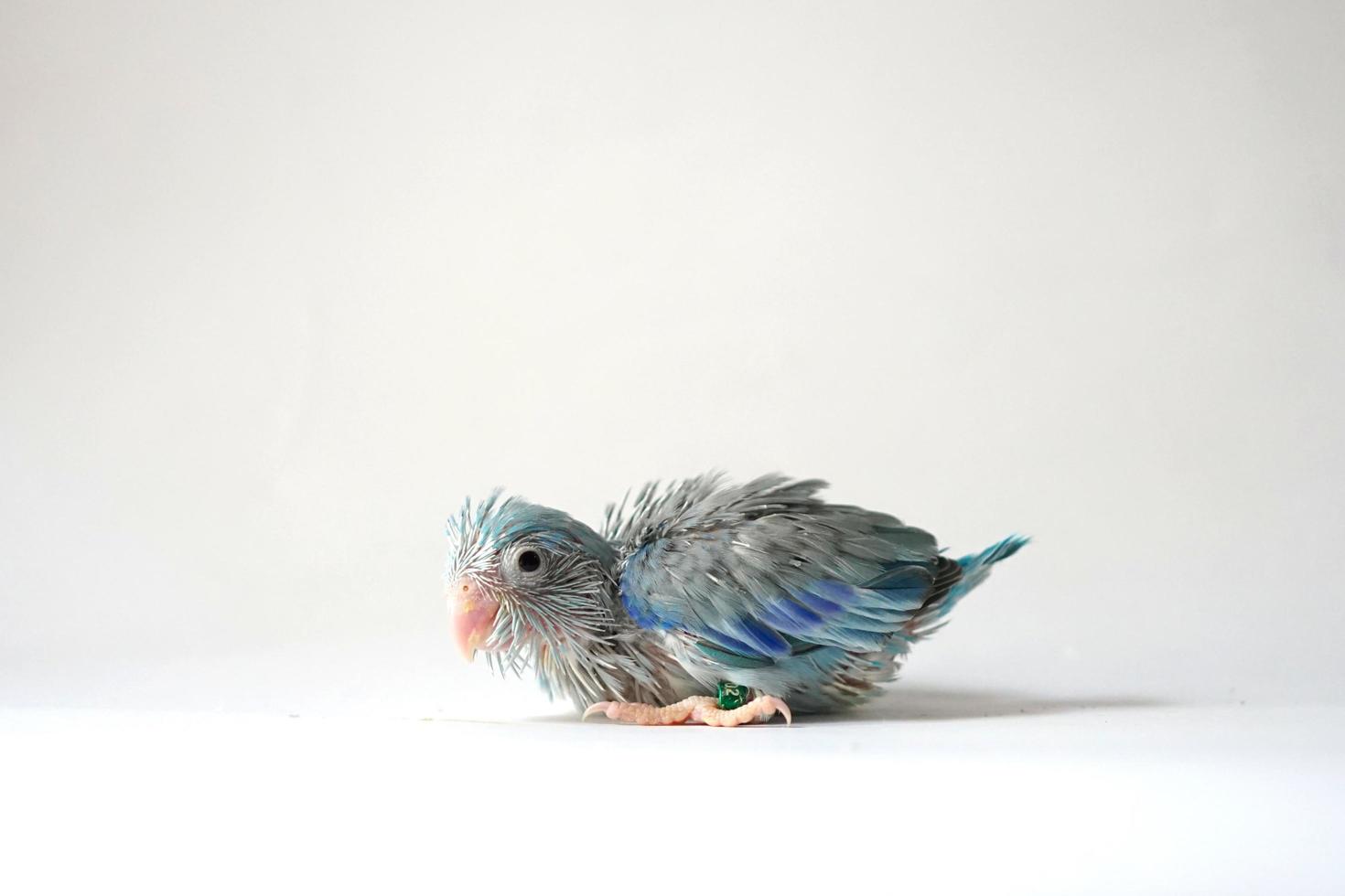 forpus baby vogel pasgeboren blauw bonte kleur 26 dagen oud staande op een witte achtergrond, het is de kleinste papegaai ter wereld. foto