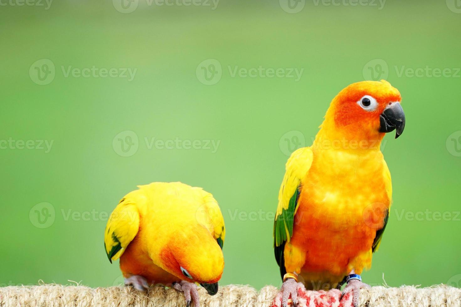 2 zon conure of vogel paar mooi , papegaai buigen haar hoofd een ander een op zoek Bij de camera, heeft geel Aan vervagen groen achtergrond aratinga solstitialis exotisch huisdier schattig, inheems naar amazon foto