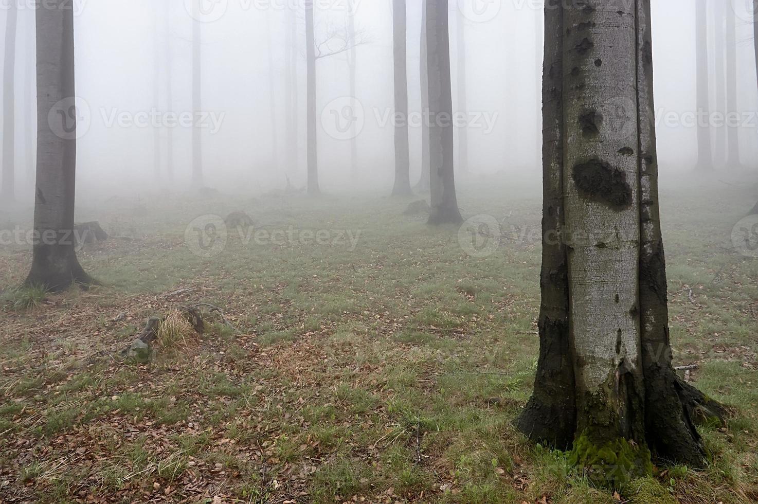 beukenhout in mist foto